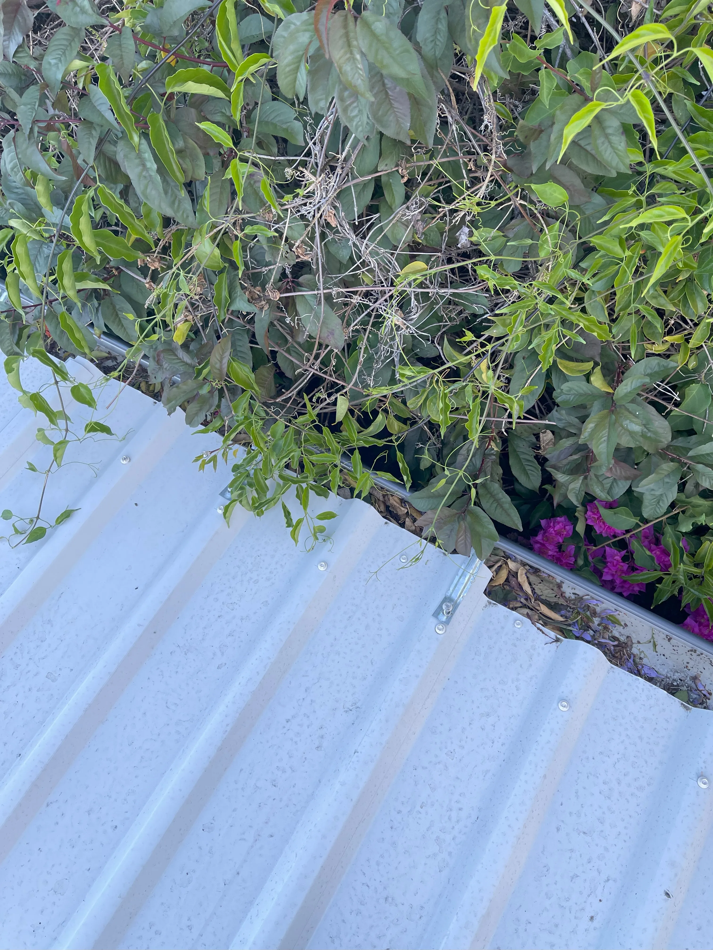 Gutter Cleaning