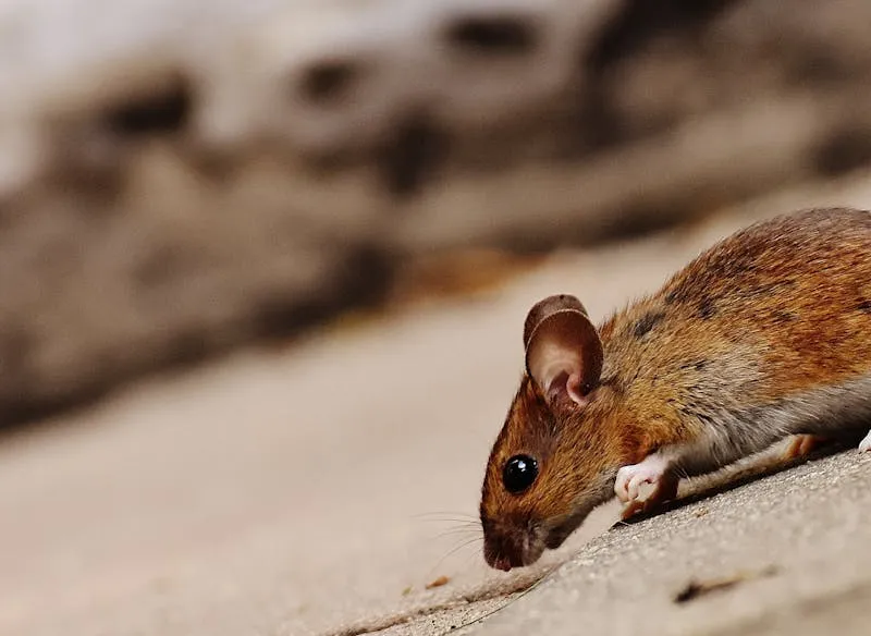 Rat showing the type of rodent pest that commonly infests Perth roof spaces